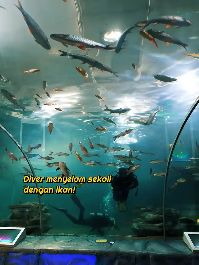 RM6 Je Dah Boleh Tengok Ikan Macam Aquaria KLCC?